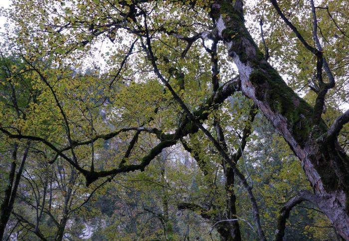 Acer pseudoplatanus