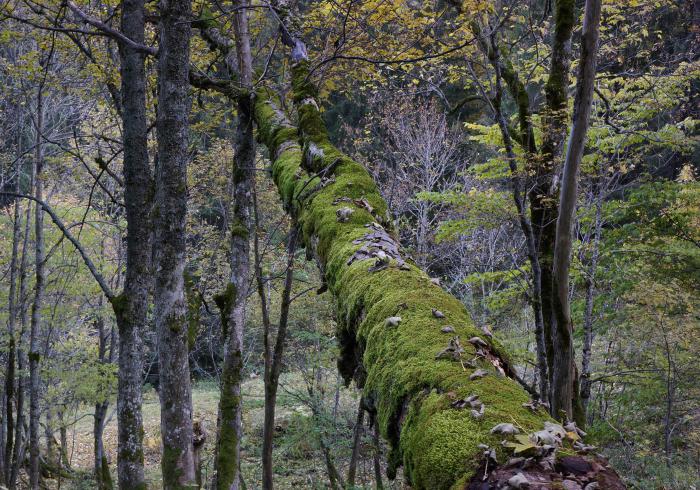 Dead wood