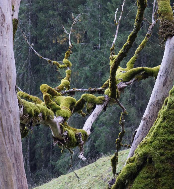 Epiphytic Bryophytes Epiphytic Bryophytes