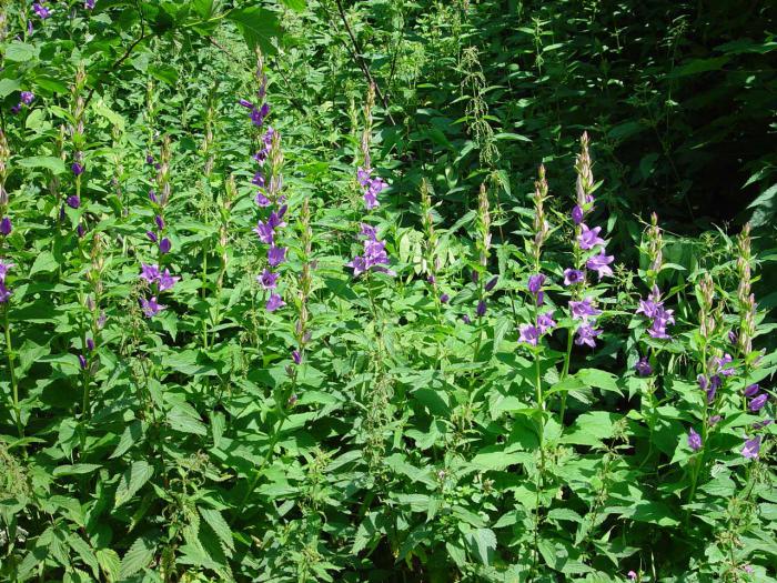 Campanula latifolia