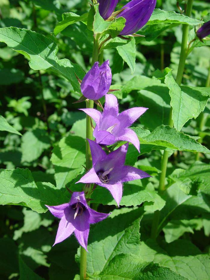 Campanula latifolia