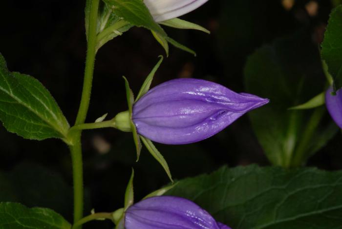 Campanula latifolia