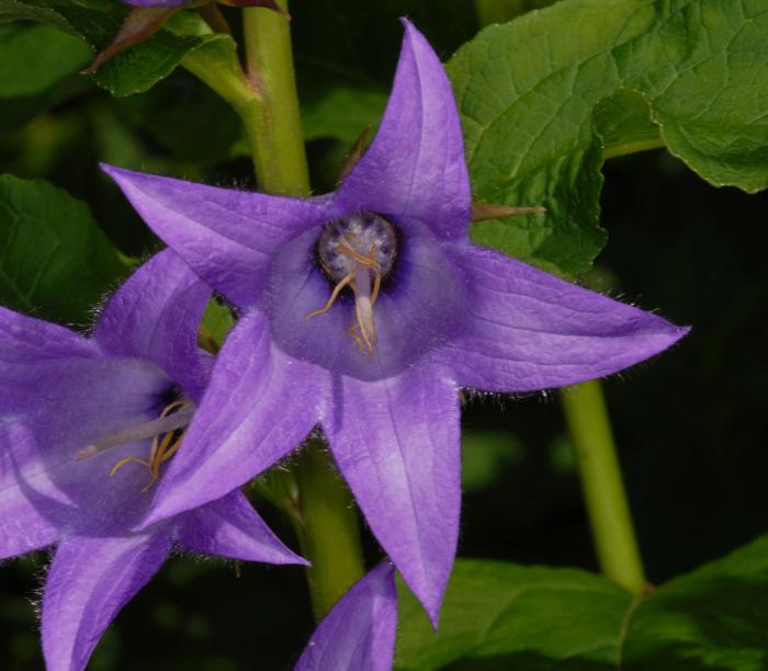 Campanula latifolia