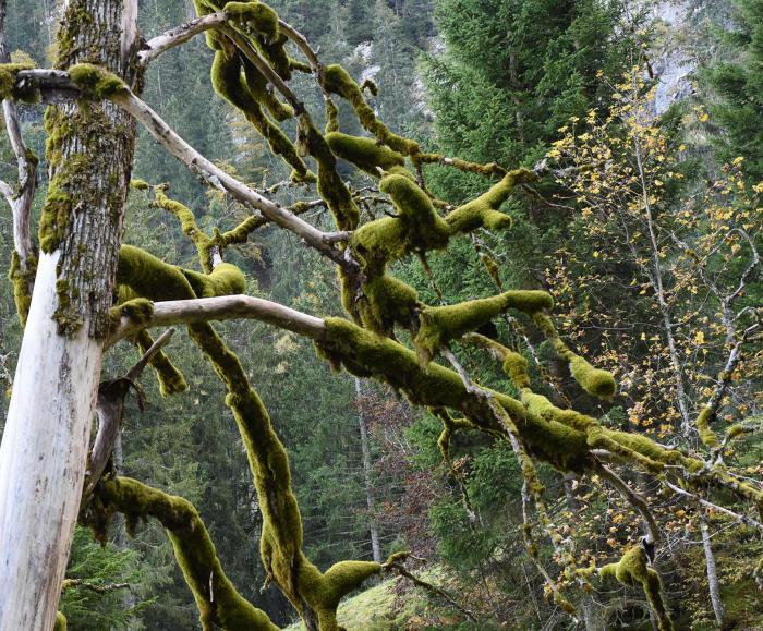 Epiphytic Bryophytes