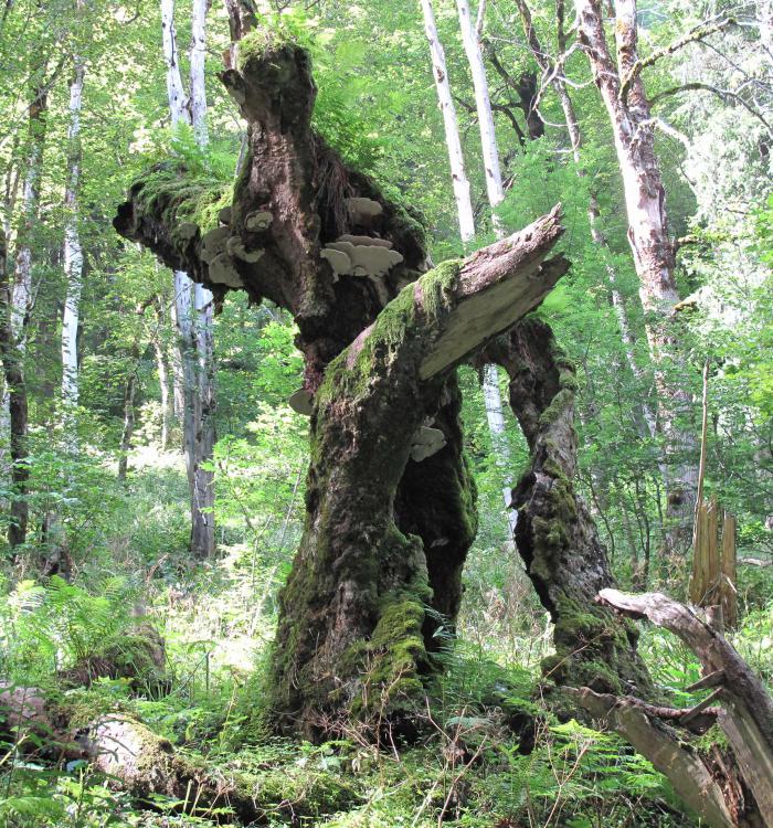 Old Acer pseudoplatanus Old Acer pseudoplatanus