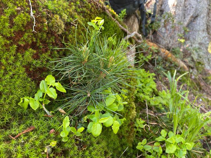 Rejuvenation in natural populations Rejuvenation in natural populations