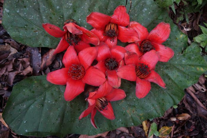 Bombax ceiba (Cuc Phuong National Park)