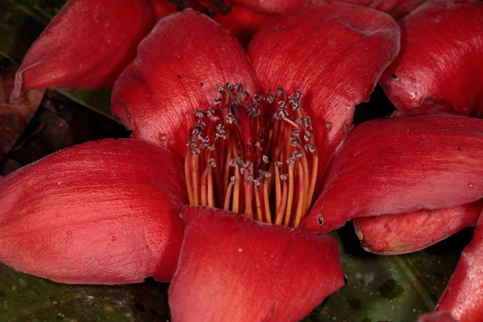 Bombax ceiba (Cuc Phuong National Park)