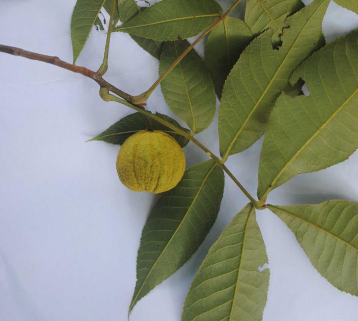 Carya tonkinensis (Son La Province)