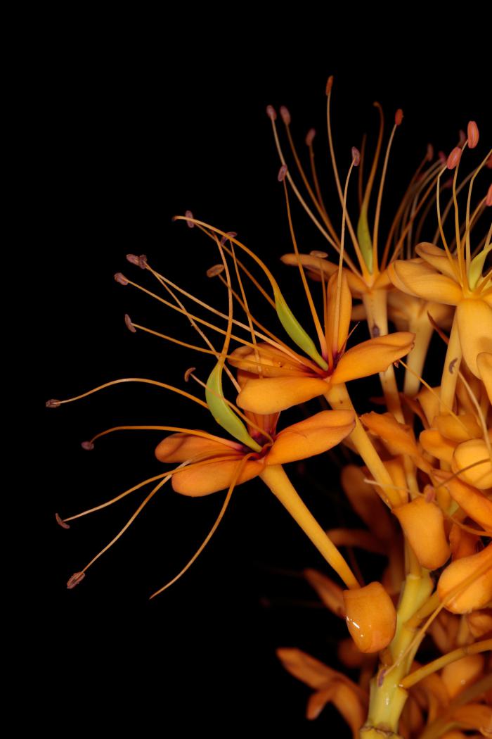 Saraca dives (Cuc Phuong National Park)