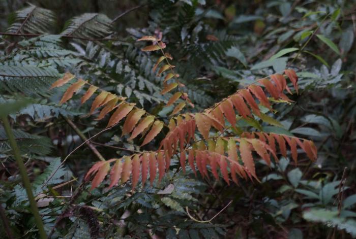 Young leaves of Oreomunnea mexicana