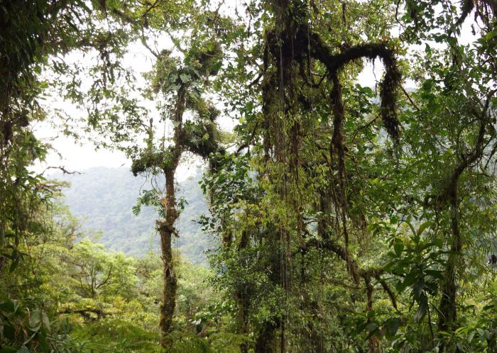 Forest with Oreomunnea mexicana, Tapanti NP