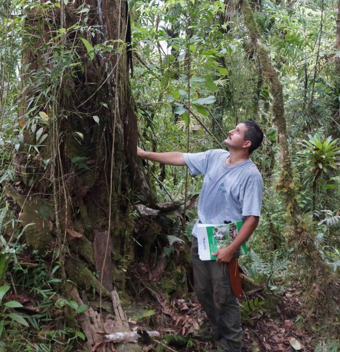 Leonel Coto (CATIE) in front of Oreomunnea mexicana