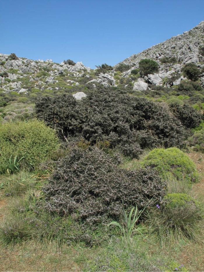 Dwarfed and overbrowsed Zelkova abelicea individuals