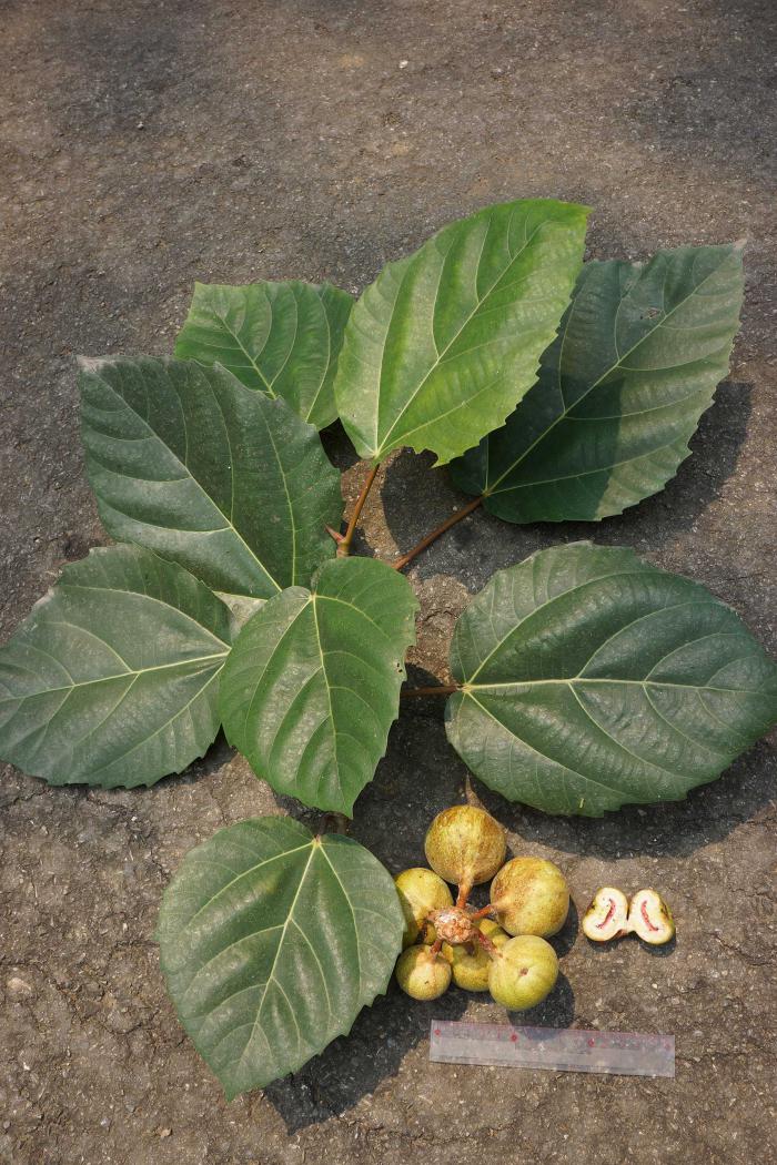 Ficus auriculata (Botanic Garden of VNUF)