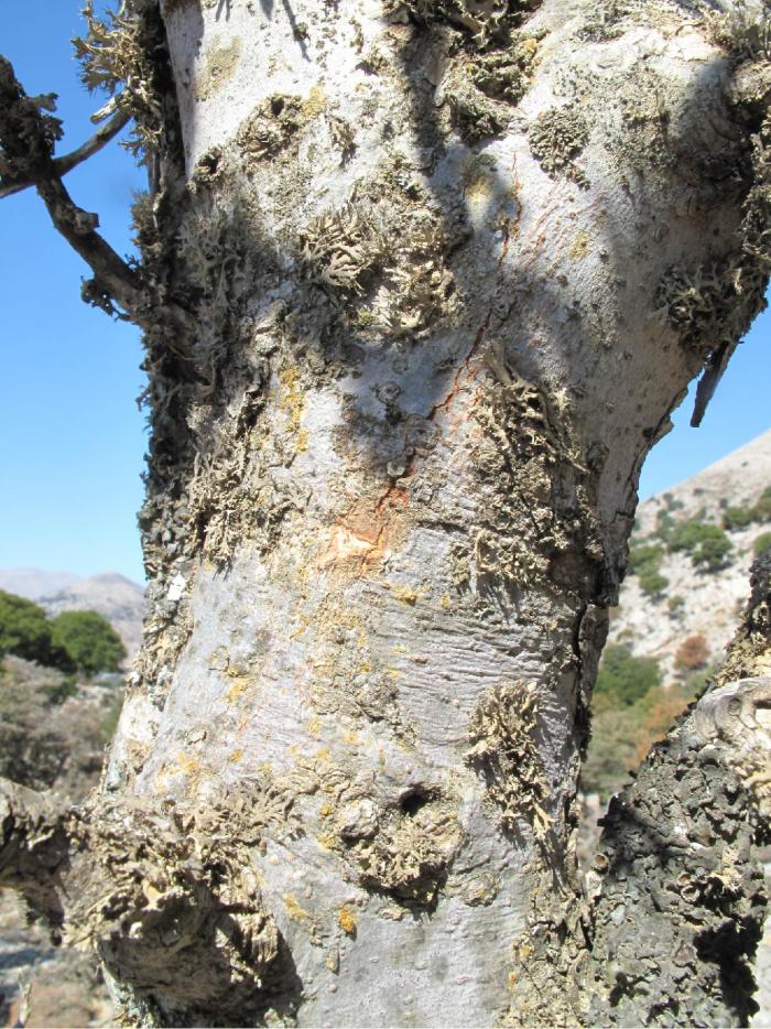 Lichens growing on a Zelkova abelicea tree