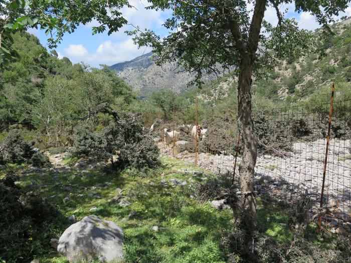 Vegetation cover is clearly higher within the fenced plot (foreground) compared to outside (background with goats)