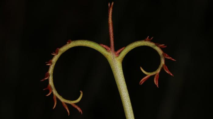 Young shoots of Oreomunnea mexicana