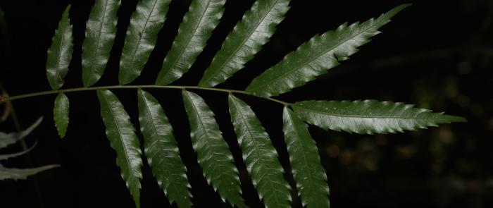 Leaves of Oreomunnea mexicana