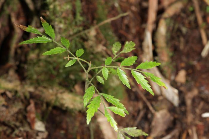 Seedling of Oreomunnea mexicana