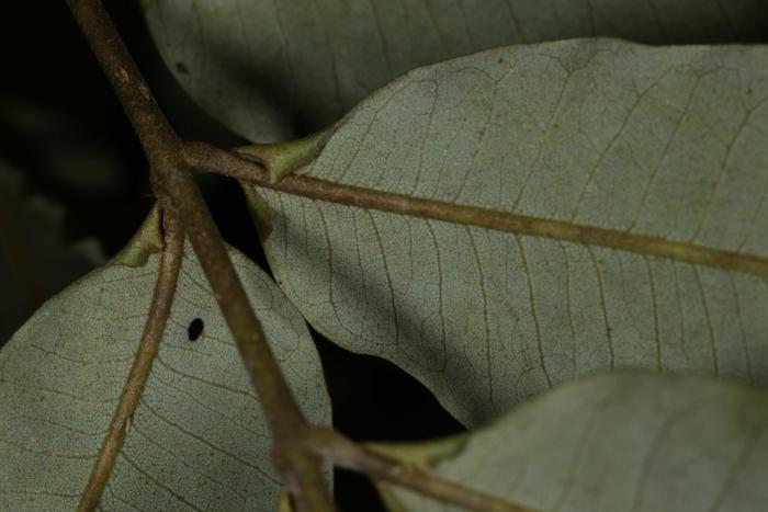 Typical "ears" on a leaflet basis of Oreomunnea mexicana