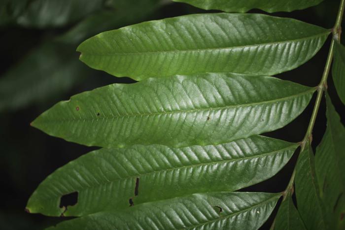 Large leaves of Alfaroa manningii