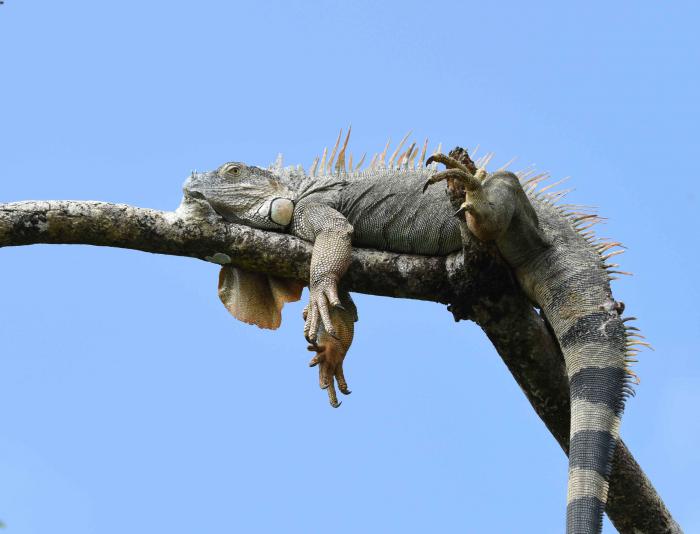 Iguana iguana