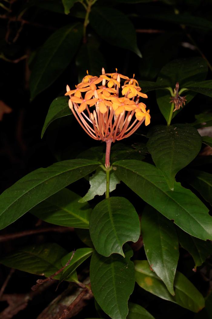 Ixora stricta (Con Dao National Park)