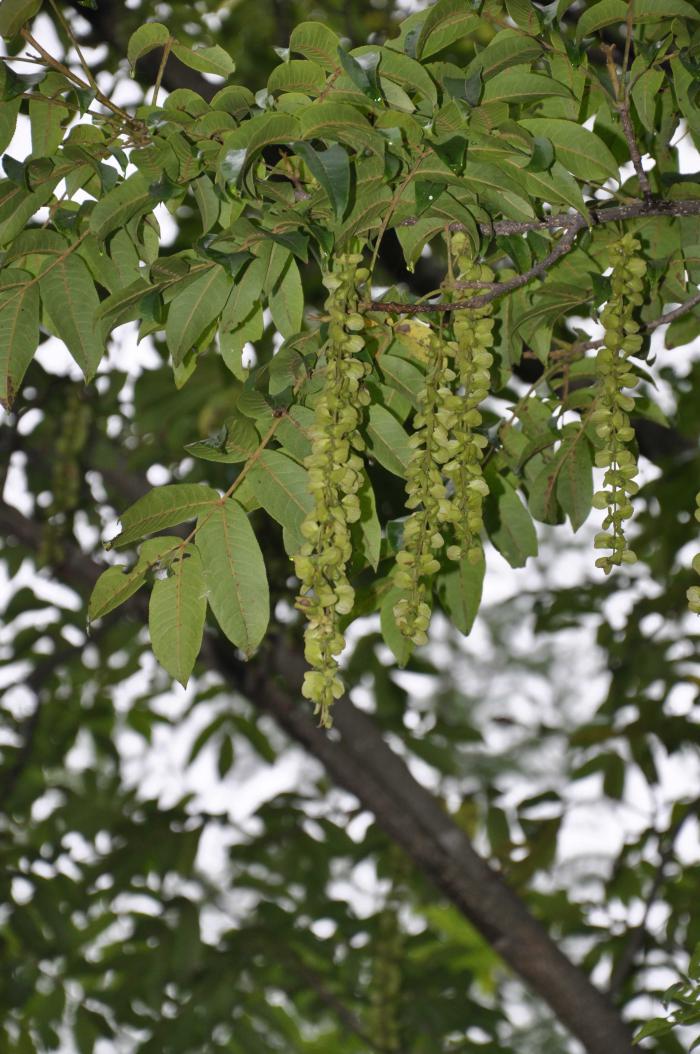 Pterocarya hupehensis