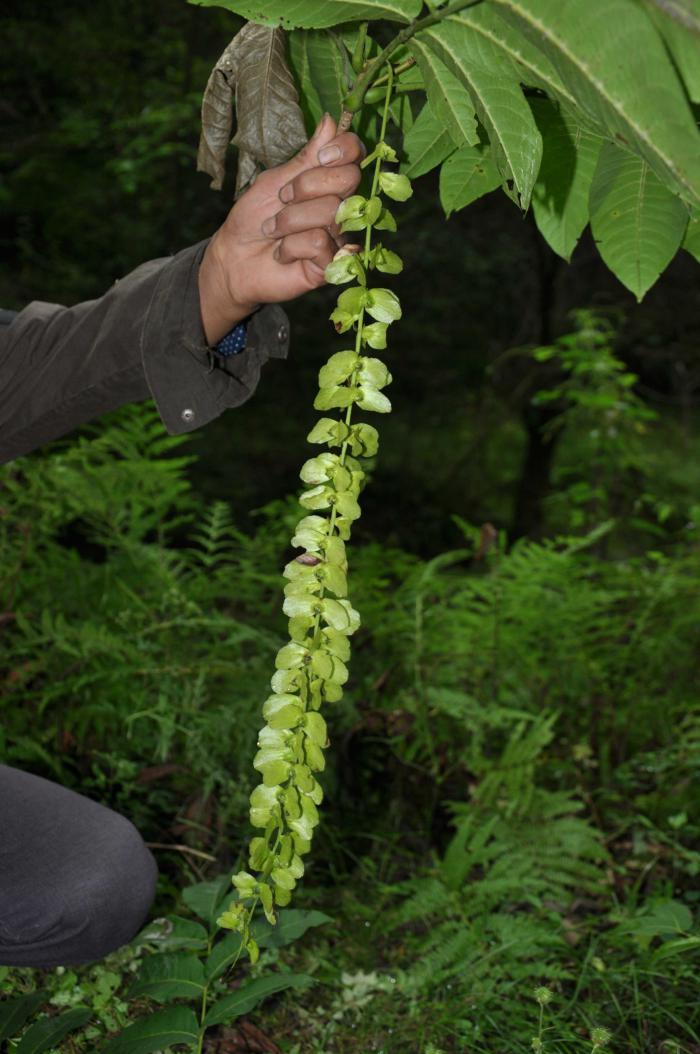 Pterocarya hupehensis