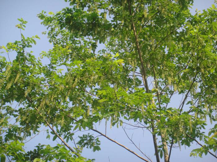 Pterocarya tonkinensis (Pu Mat National Park)