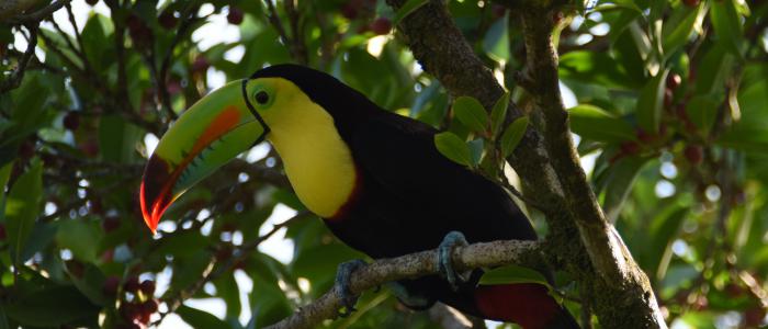 Ramphastos sulfuratus