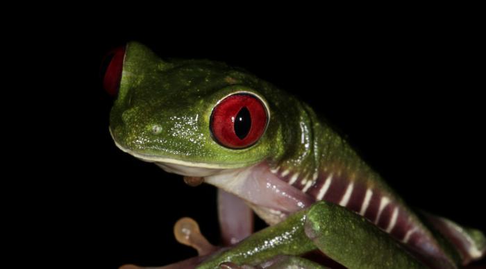 Red eyed tree frog