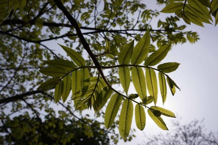 Pterocarya macroptera var. macroptera, Royal Botanic Garden Edinburgh