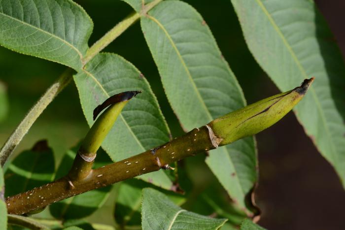 Pterocarya macroptera var. macroptera, with caducous bud scales on terminal buds, Royal Botanic Garden Edinburgh