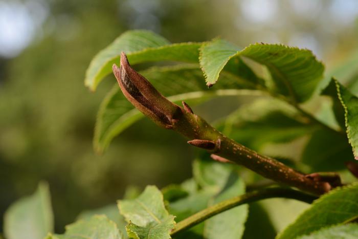 Pterocarya rhoifolia, Royal Botanic Garden Edinburgh