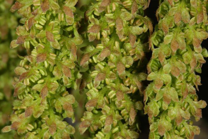 Flowers of Pterocarya rhoifolia, Royal Botanic Garden Edinburgh