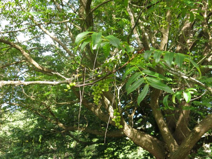 Pterocarya x rehderiana, a hybrid between P. fraxinifolia and P. stenoptera