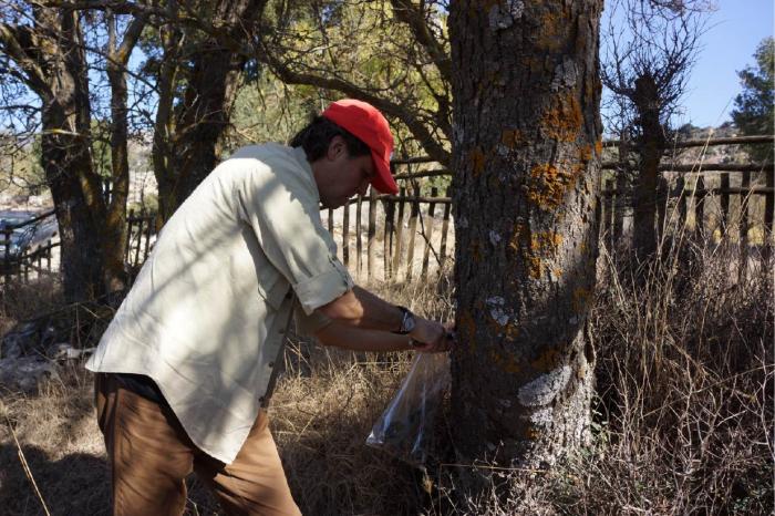 Prof. D. Gwiazdowicz collecting lichen samples on a Zelkova abelicea tree