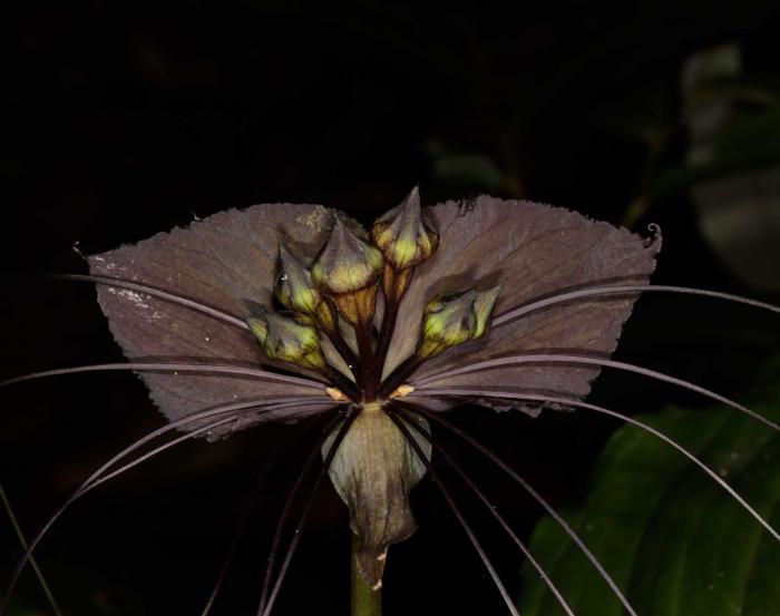 Tacca chantieri (Cuc Phuong National Park)