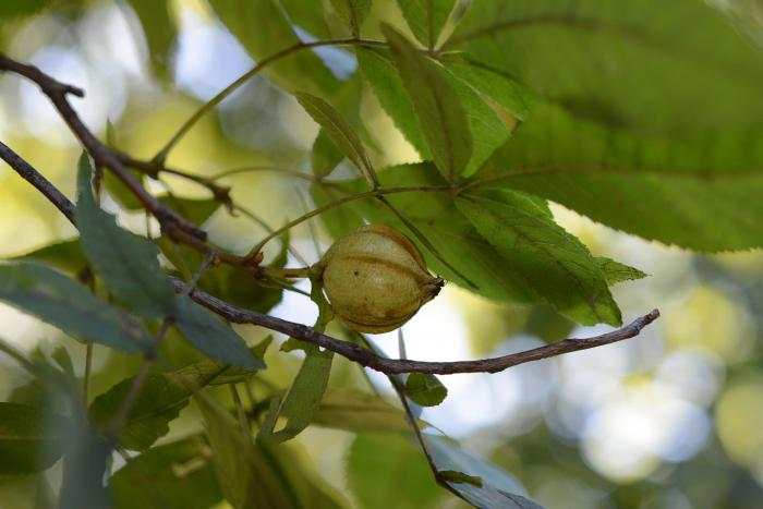 Fruits of Carya cordiformis, Arnold Arboretum