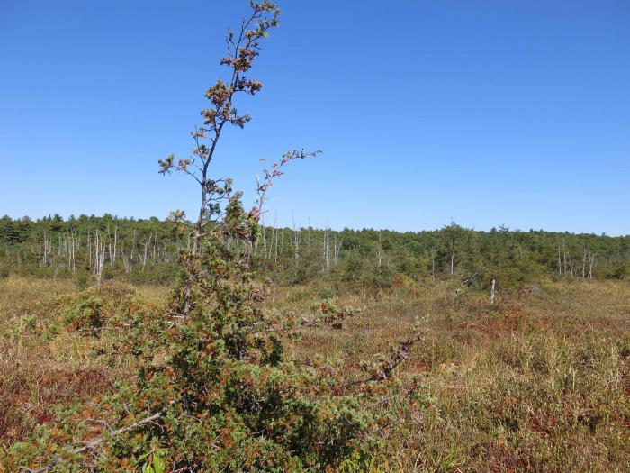 Peatbog with Chamaecyparis thyoides, Blue Hills Reservation