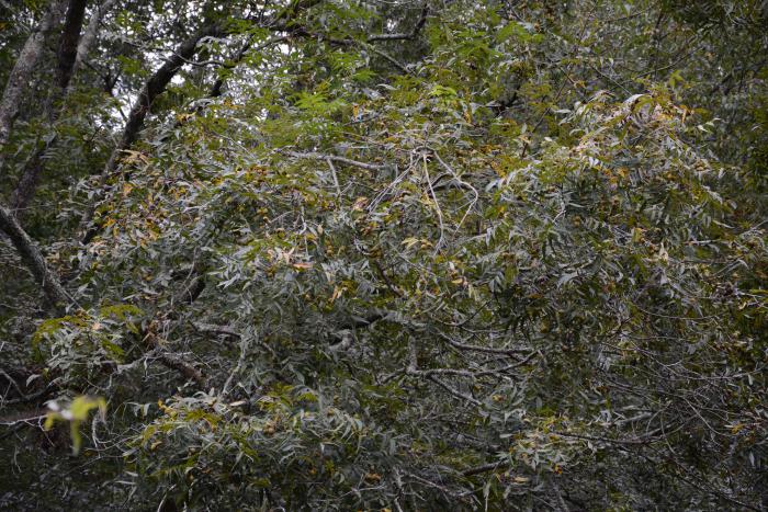 Fruits of Carya aquatica, Lee State Park, South Carolina