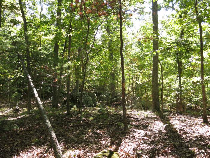 Carya glabra and Carya cordiformis stand