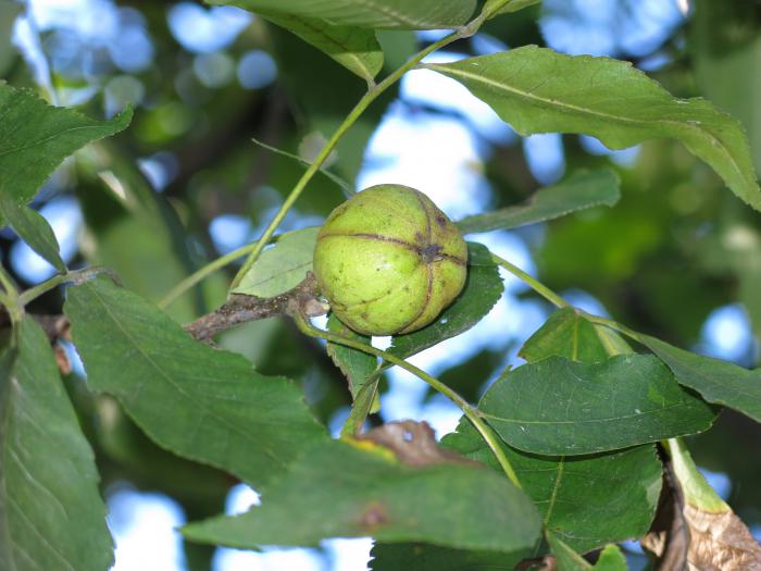 Fruits of Carya ovata, Arnold Arboretum