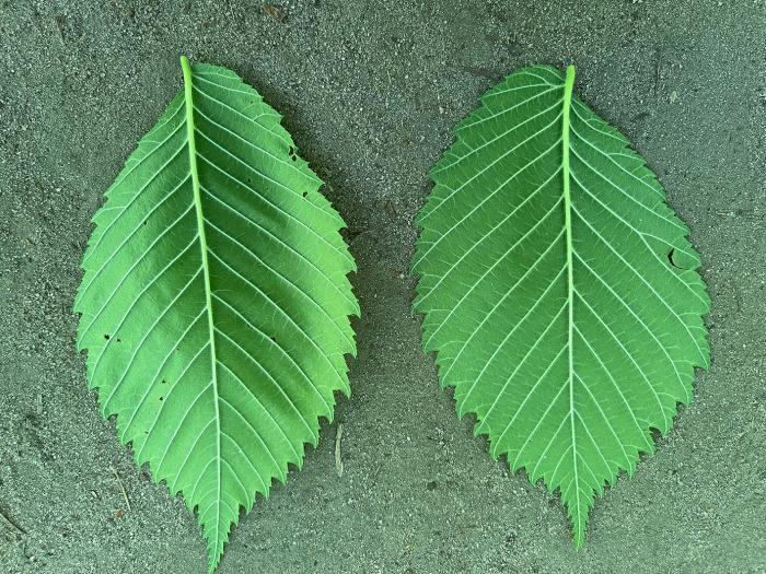 Ulmus laevis, Poland (Photo: Gregor Kozlowski).